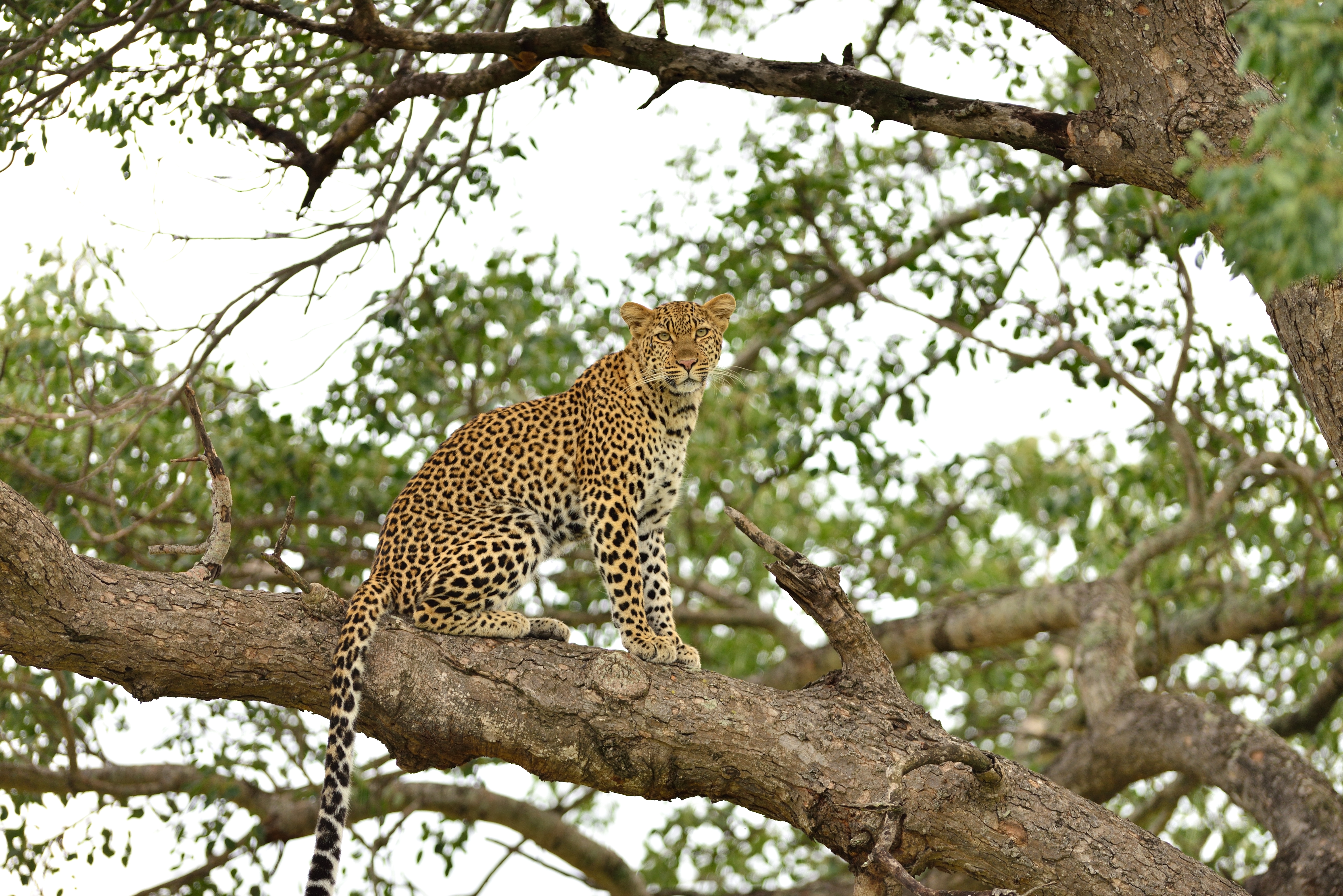 Yala Wildlife Adventure Safari