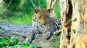 Yala Wildlife Adventure Safari